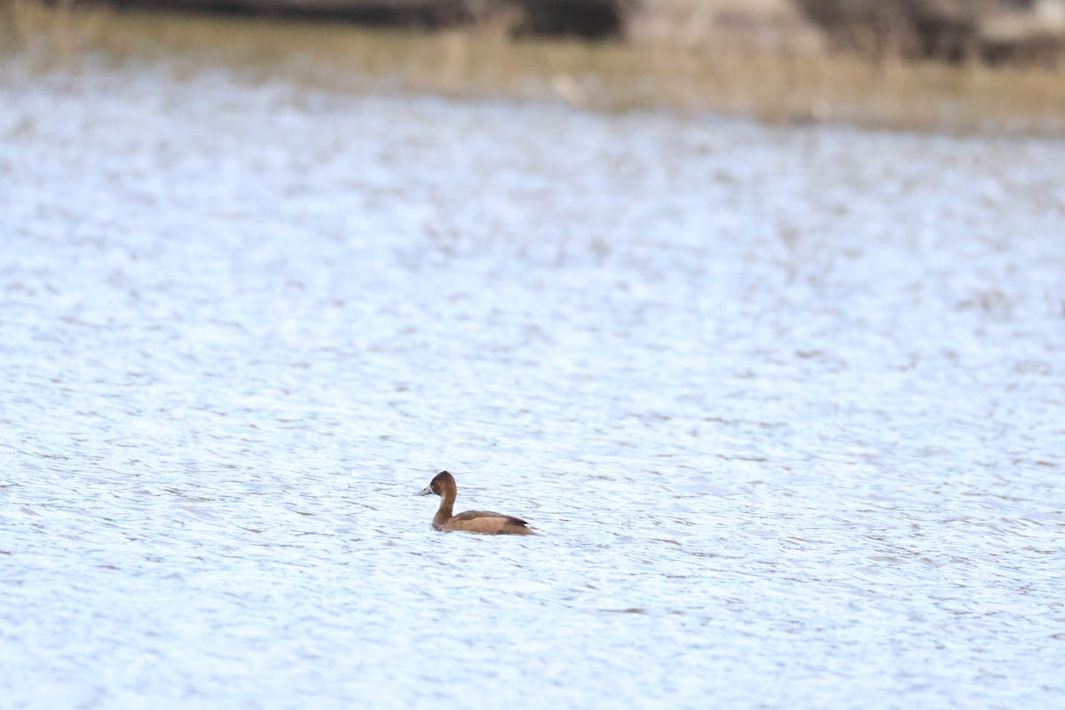 Southern Pochard - ML637545619
