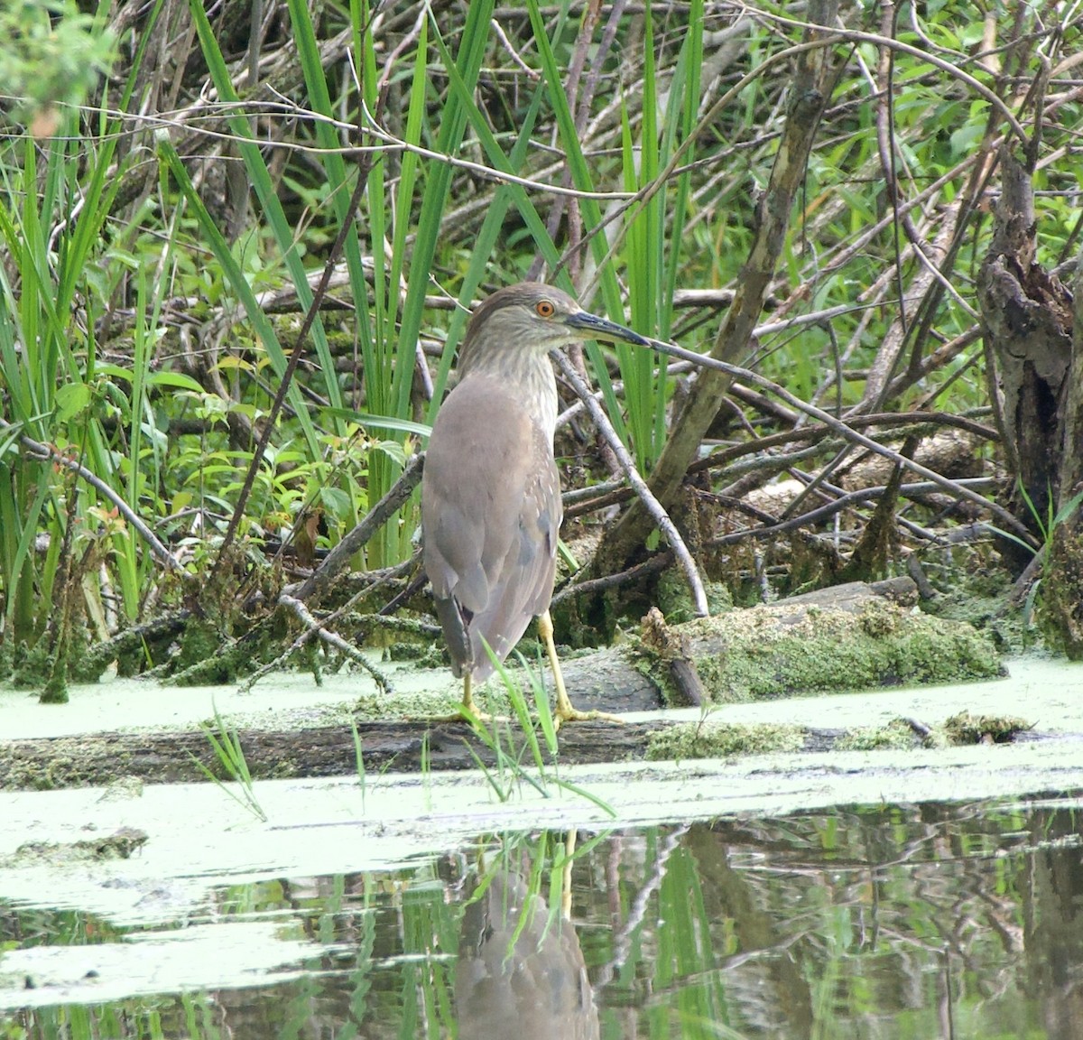 Black-crowned Night Heron - ML637545637