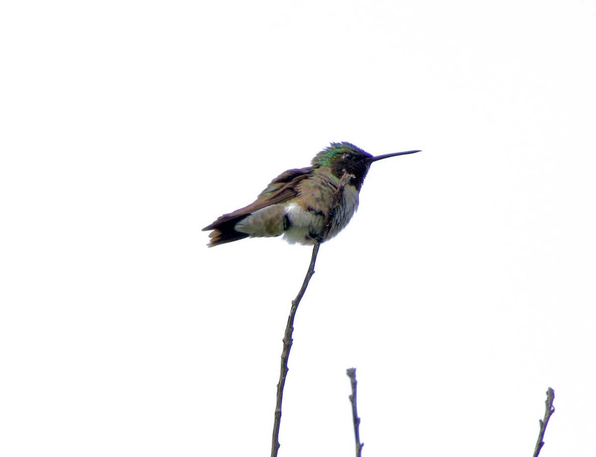 Ruby-throated Hummingbird - ML637545639