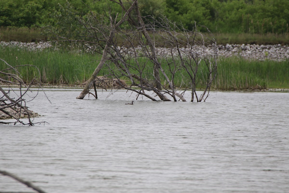 Pied-billed Grebe - ML637545647