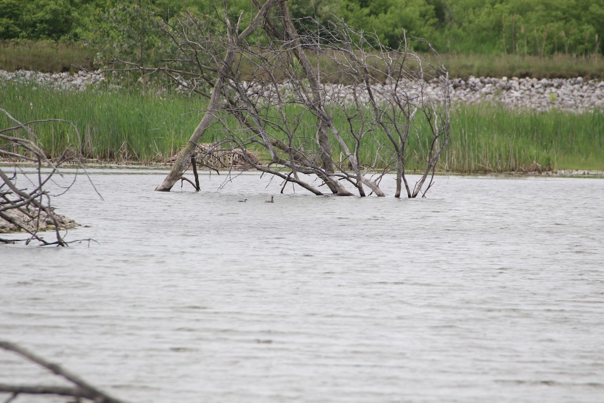 Pied-billed Grebe - ML637545648