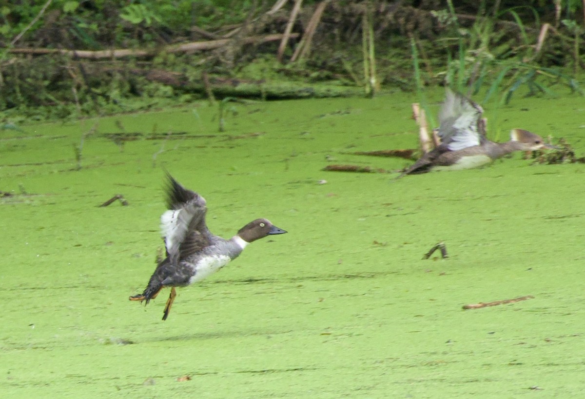 Common Goldeneye - ML637545665