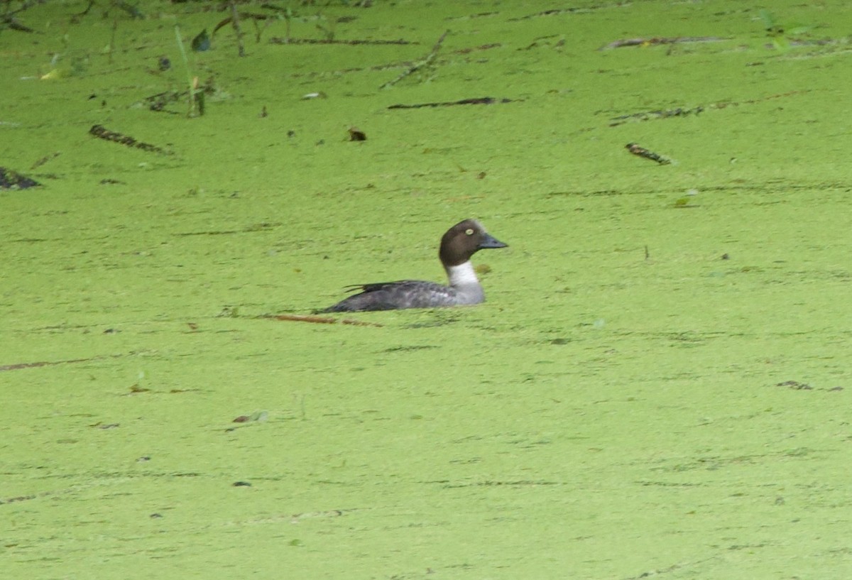 Common Goldeneye - ML637545668