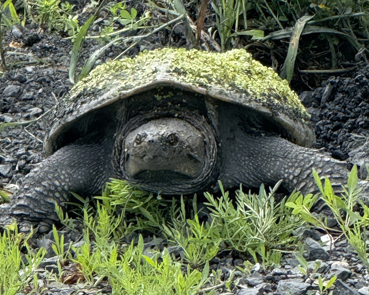 Animals - ML637545676