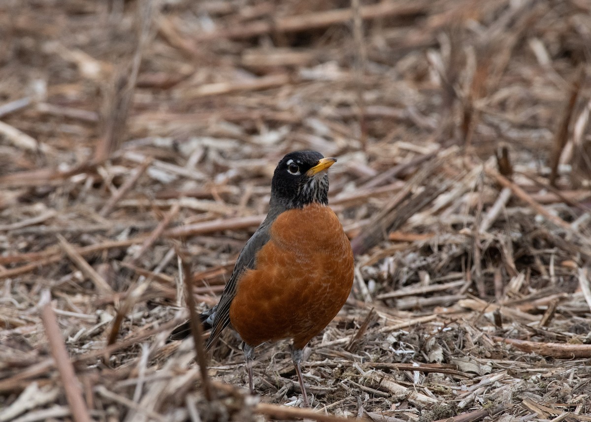 American Robin - ML637545685