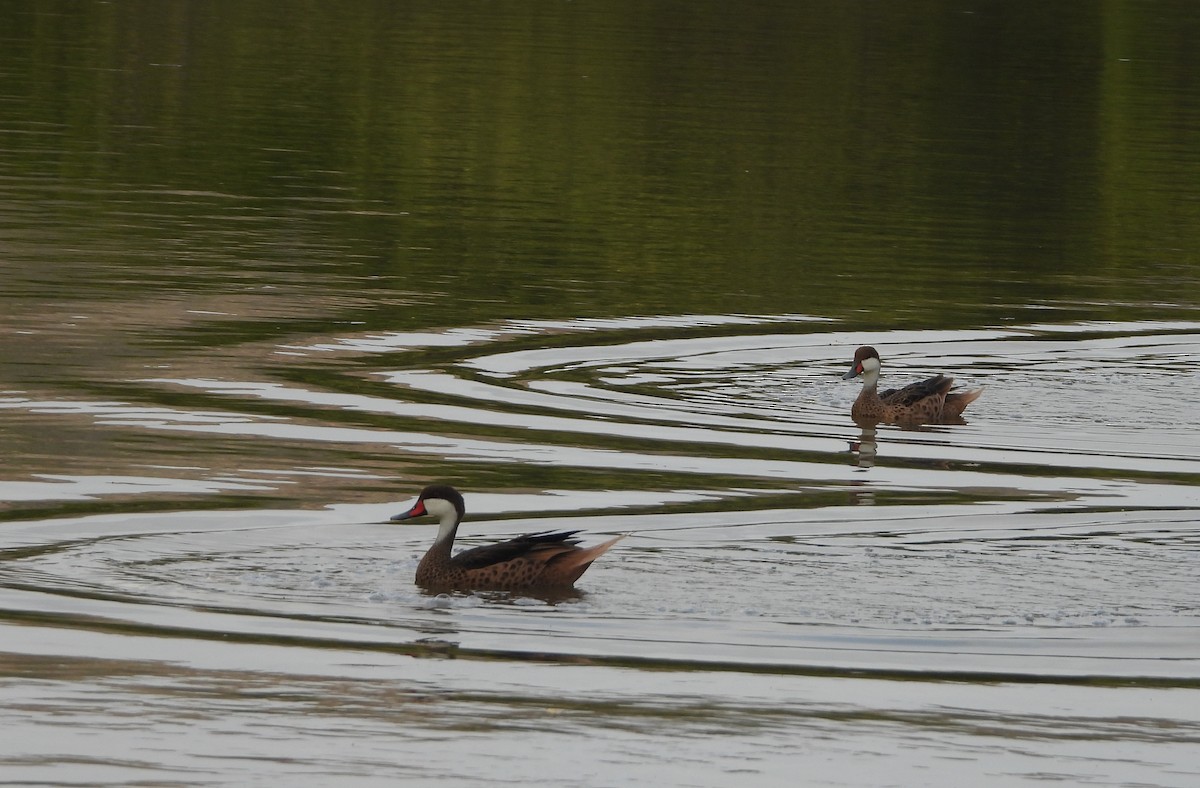 White-cheeked Pintail - ML637545701
