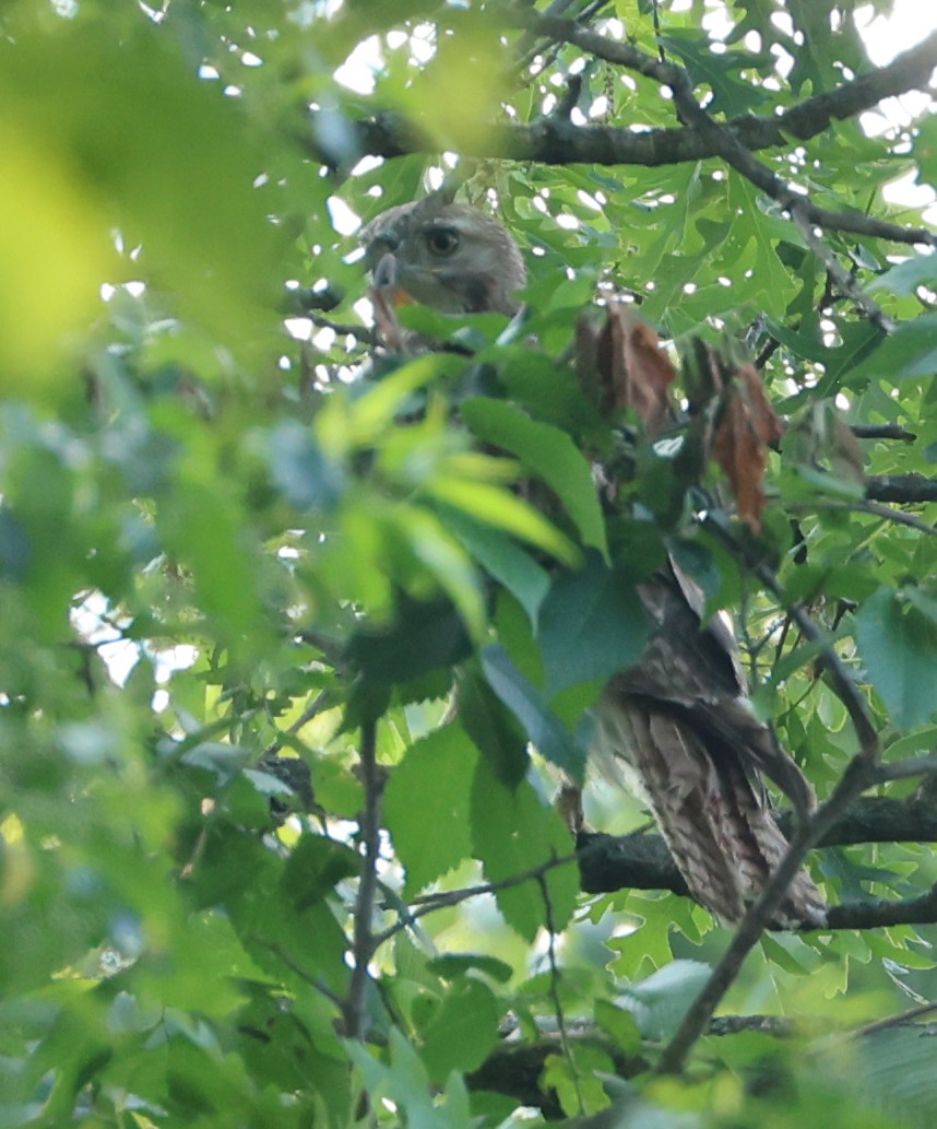 Red-tailed Hawk - ML637545705