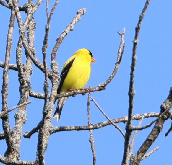 American Goldfinch - ML637545728