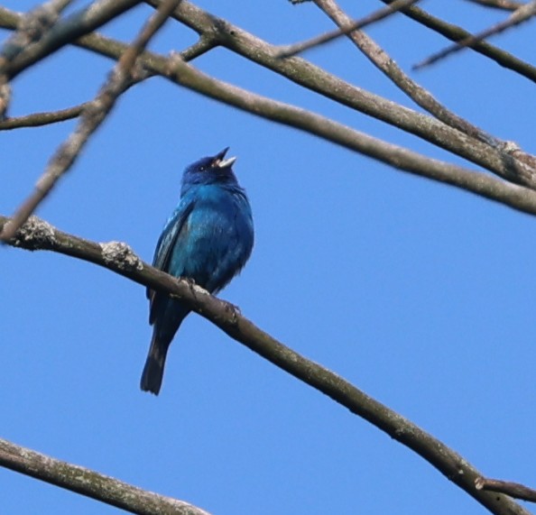 Indigo Bunting - ML637545731