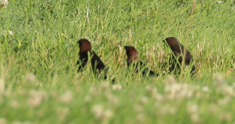 Brown-headed Cowbird - ML637545735