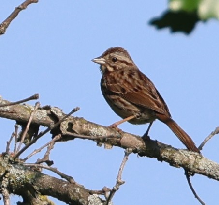 Song Sparrow - ML637545741