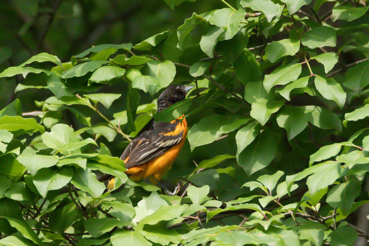 Baltimore Oriole - ML637545773