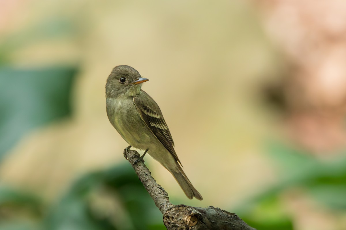 Eastern Wood-Pewee - ML637545780
