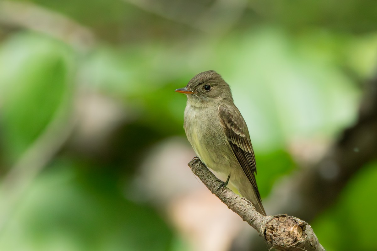 Eastern Wood-Pewee - ML637545781