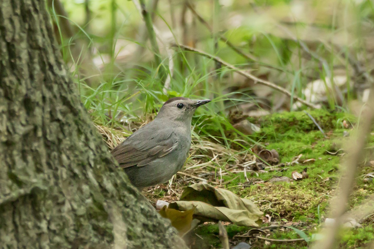 Gray Catbird - ML637545785