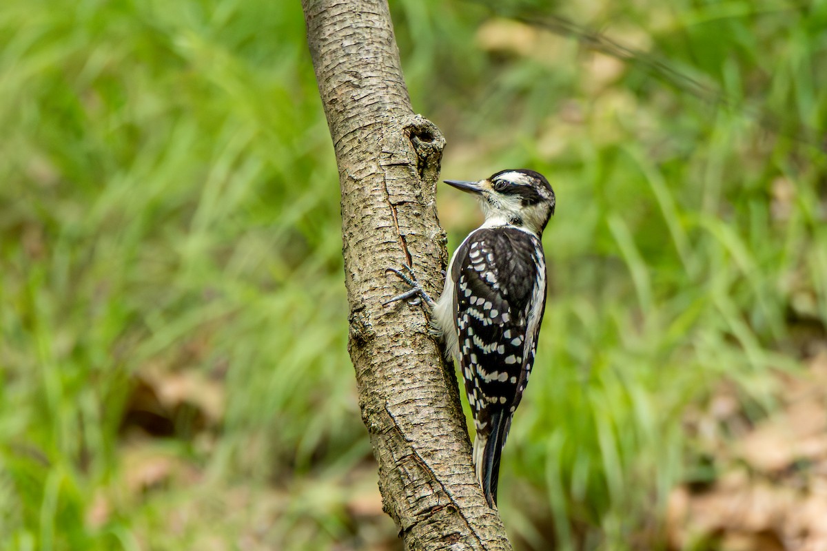 Hairy Woodpecker - ML637545792