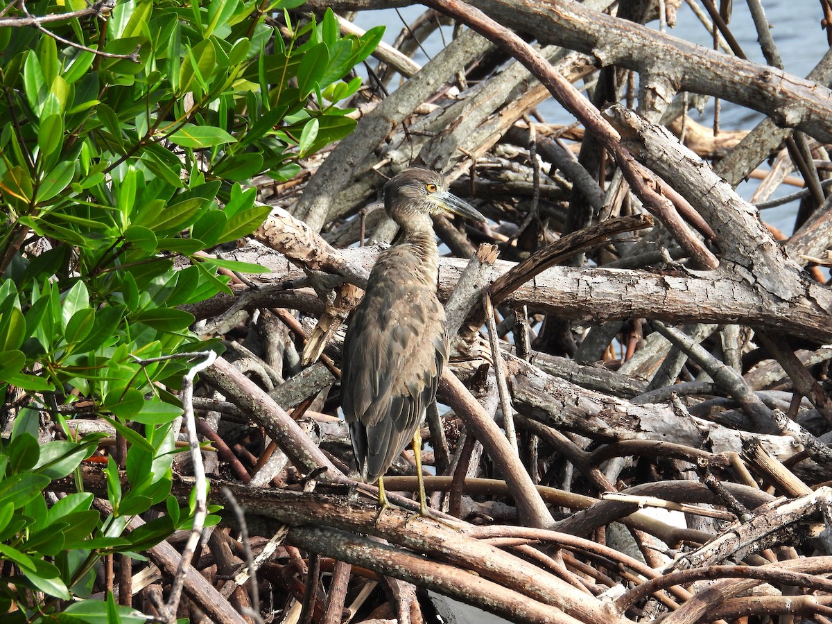 Yellow-crowned Night Heron - ML637545796