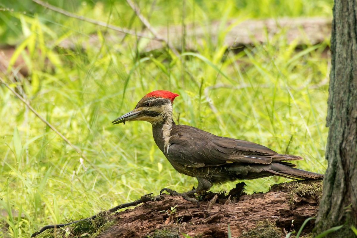 Pileated Woodpecker - ML637545798