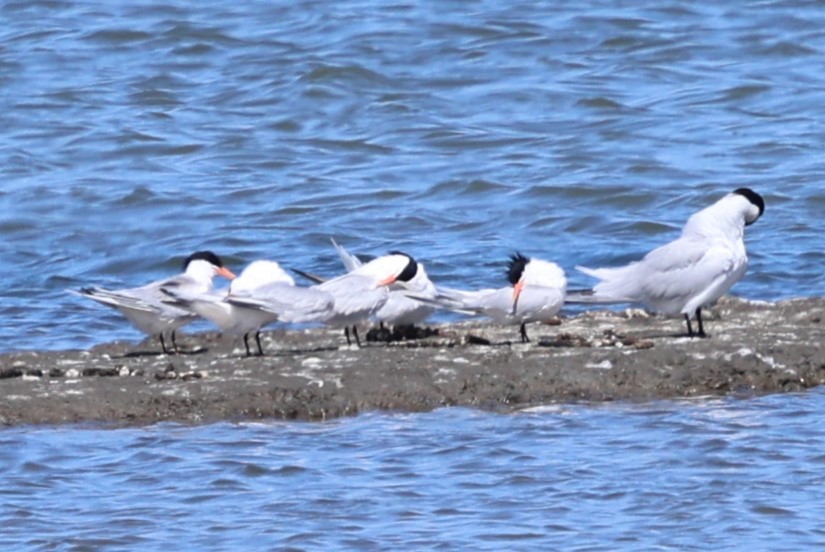 Elegant Tern - ML637545800