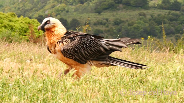 Bearded Vulture (Eurasian) - ML637545801