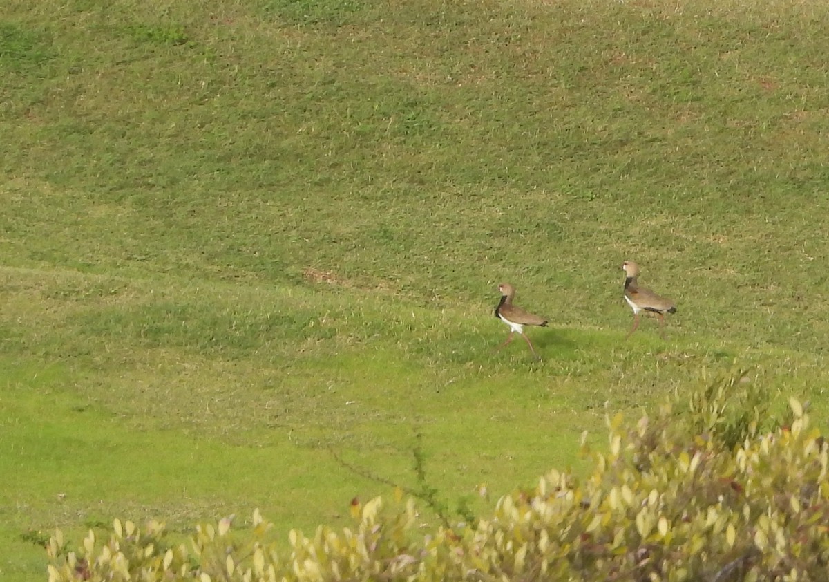 Southern Lapwing - ML637545802
