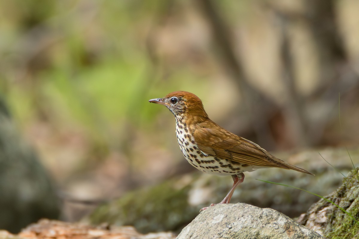 Wood Thrush - ML637545803