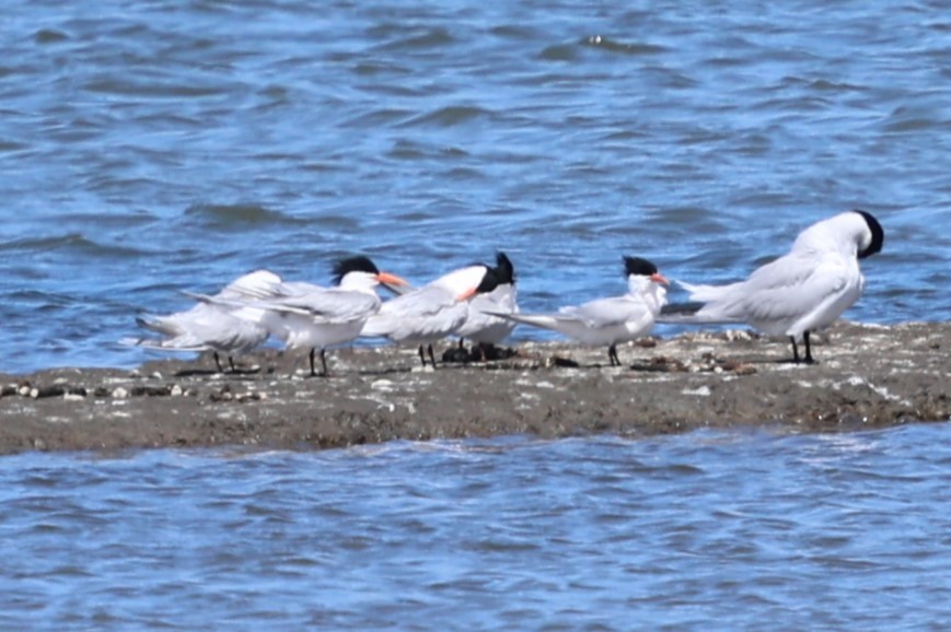 Elegant Tern - ML637545806