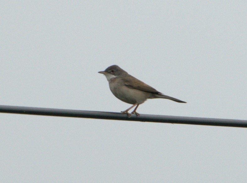 Greater Whitethroat - ML637545830