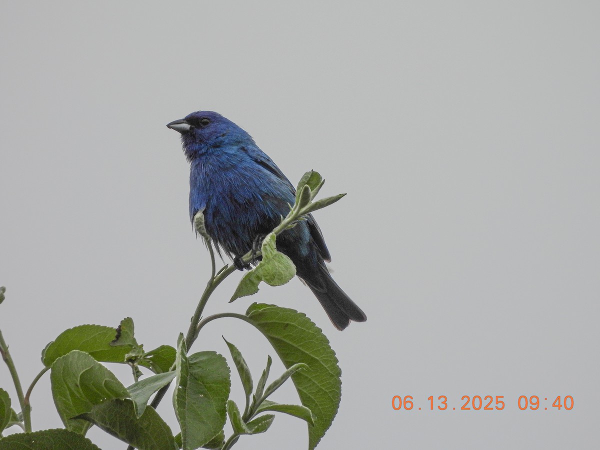 Indigo Bunting - ML637545862
