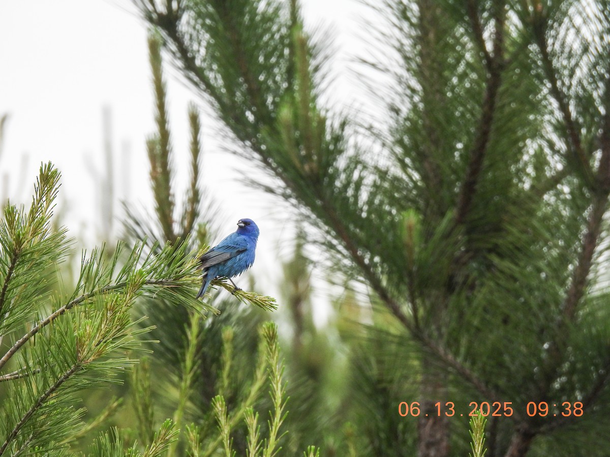 Indigo Bunting - ML637545867