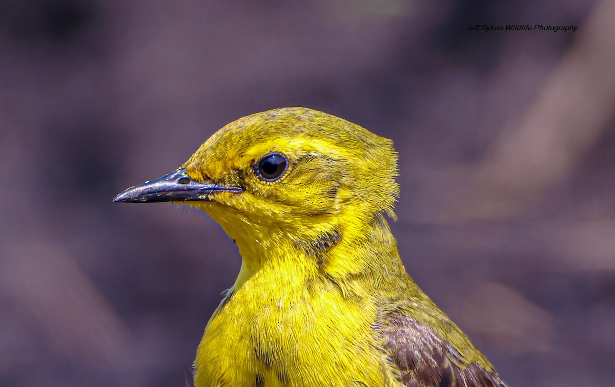 Western Yellow Wagtail - ML637545887