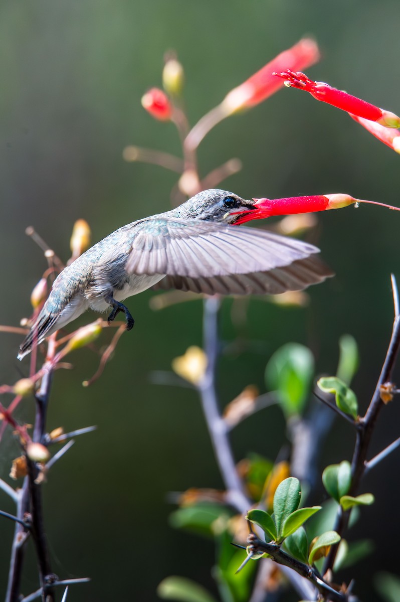 Costa's Hummingbird - ML637545897