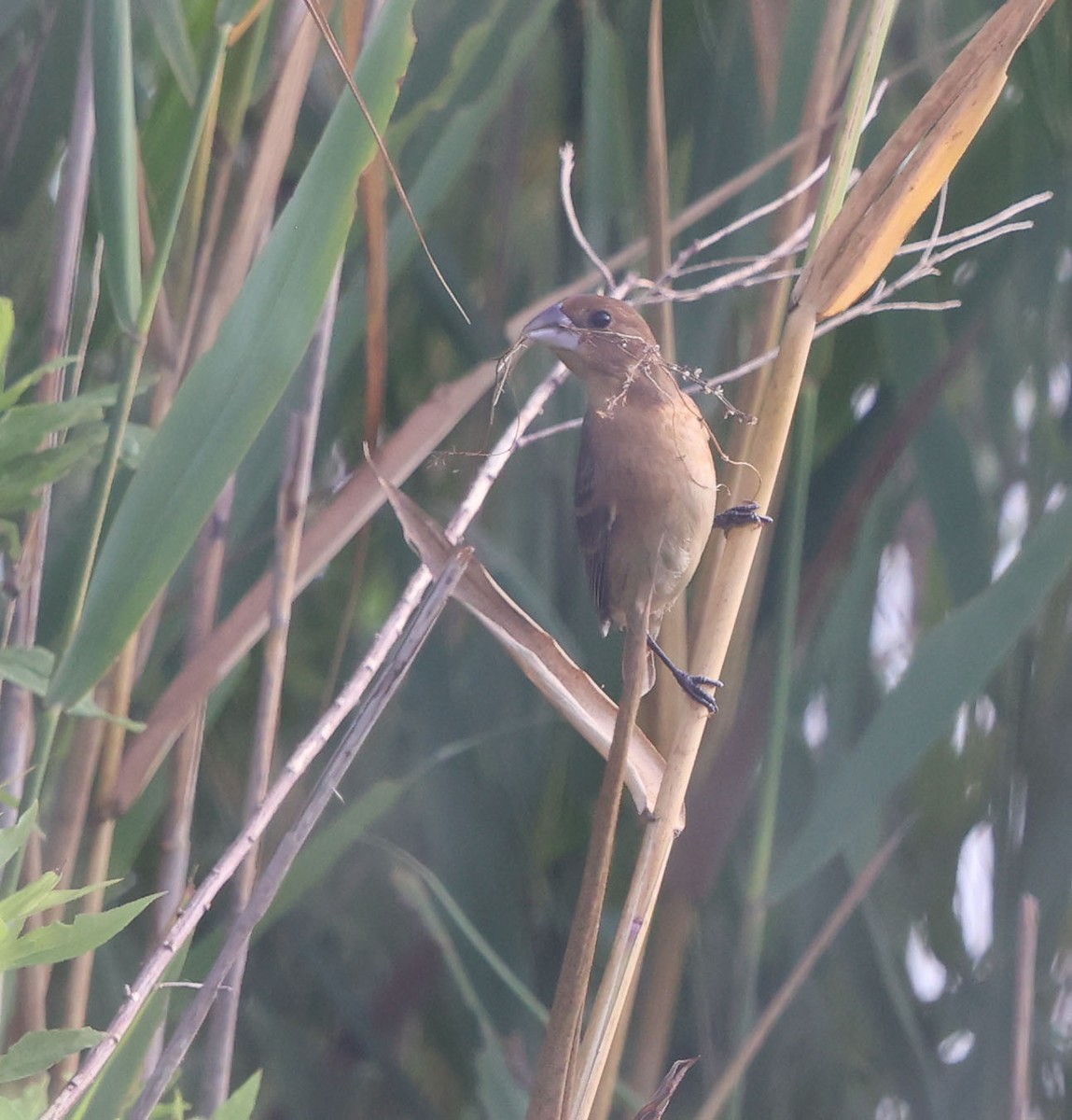 Blue Grosbeak - ML637545959