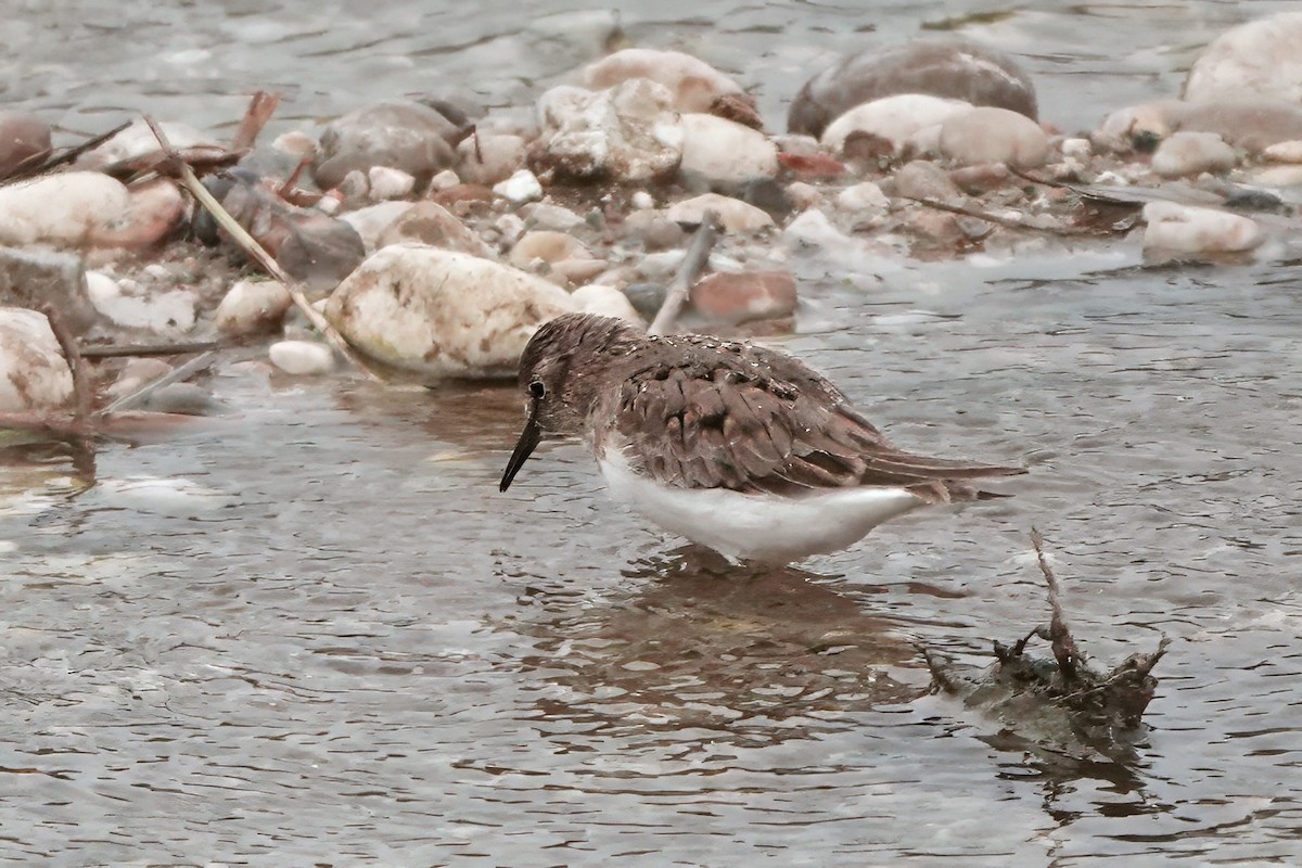 Temminck's Stint - ML637545967