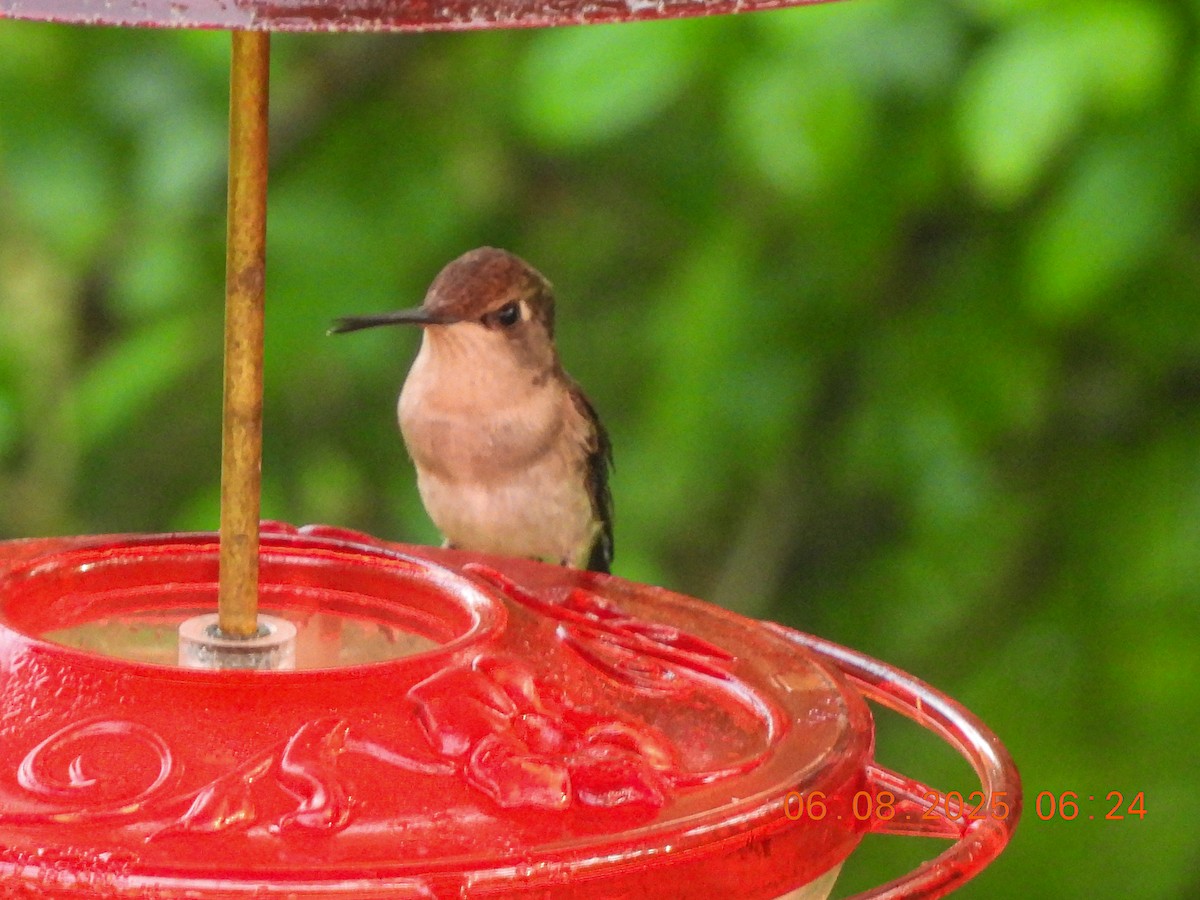 Ruby-throated Hummingbird - ML637546020