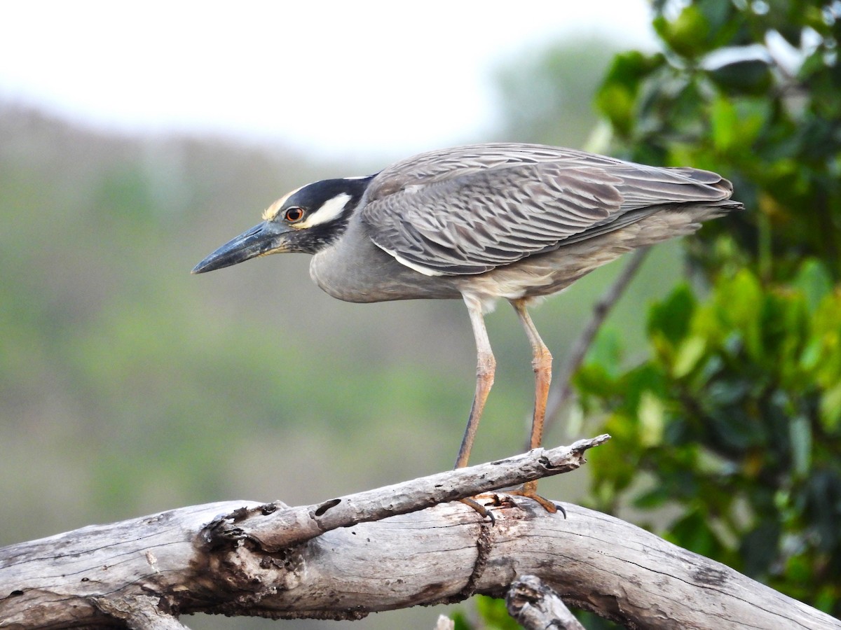 Yellow-crowned Night Heron - ML637546021