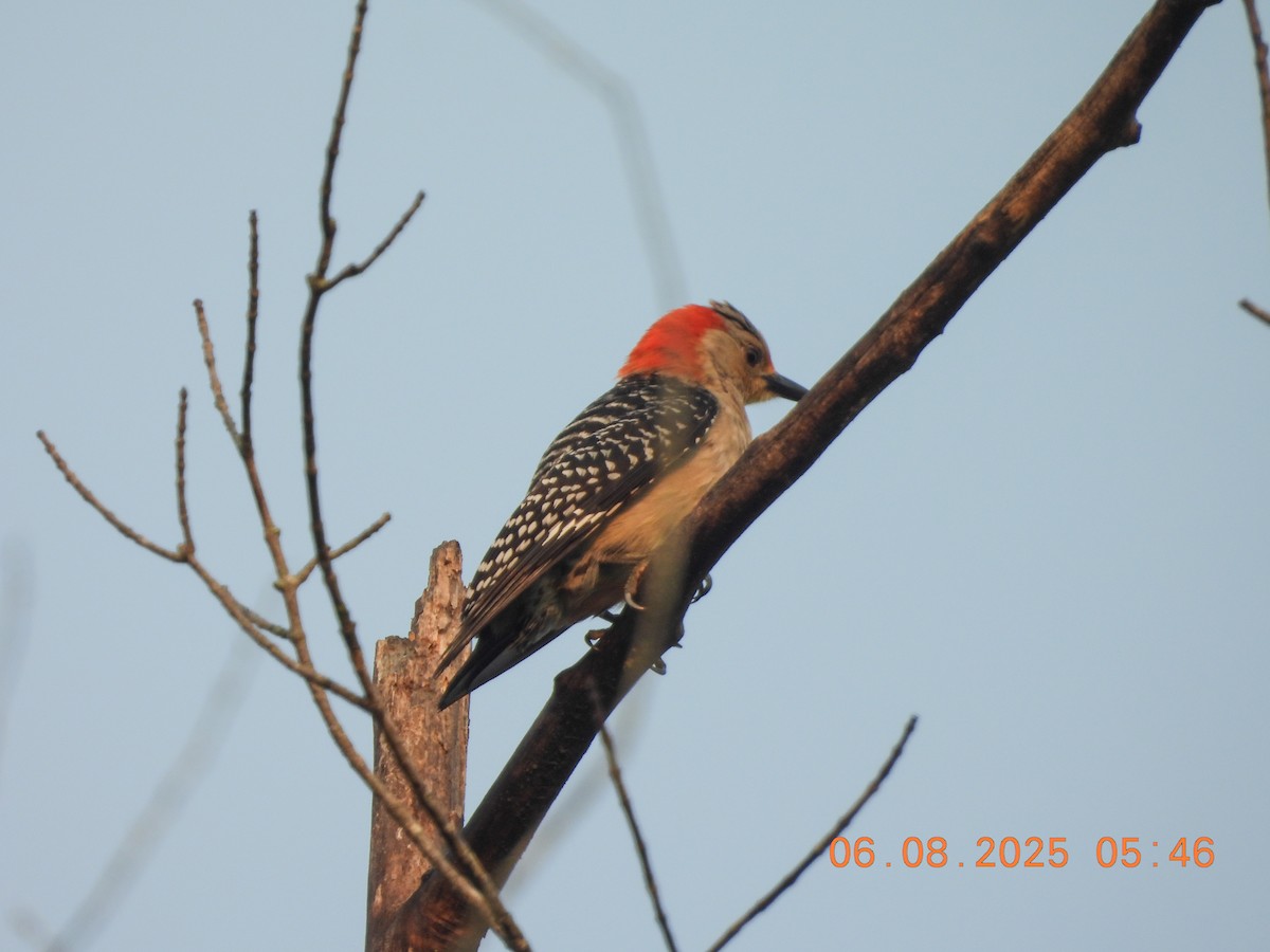 Red-bellied Woodpecker - ML637546029