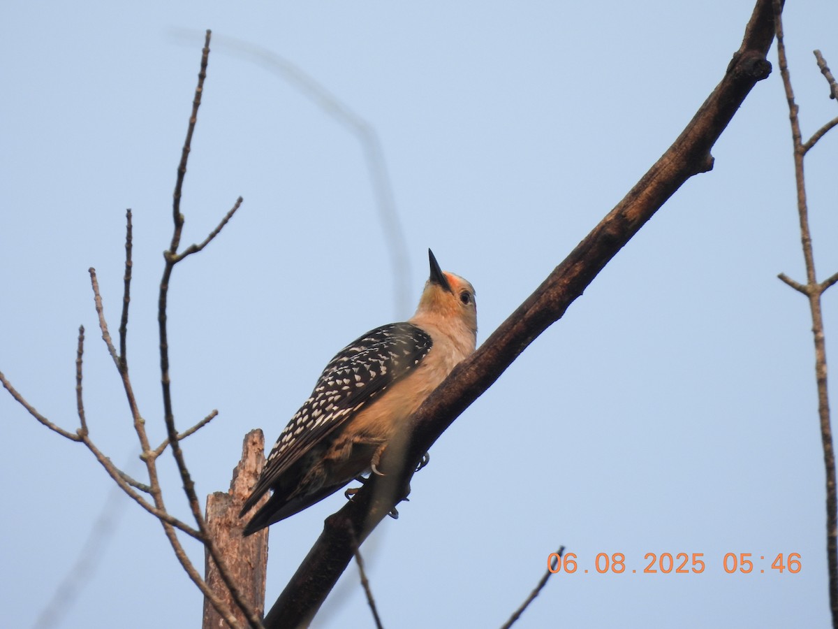 Red-bellied Woodpecker - ML637546030