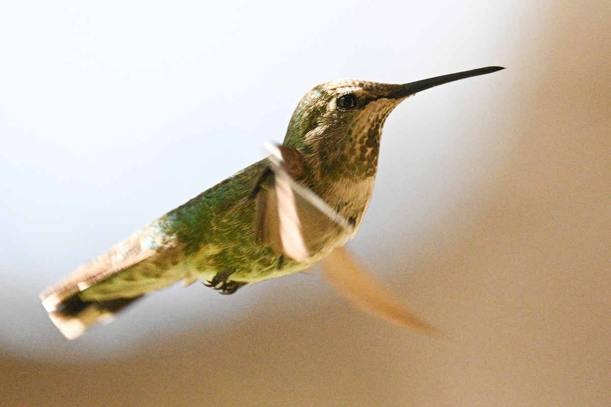 Berylline Hummingbird - ML637546069