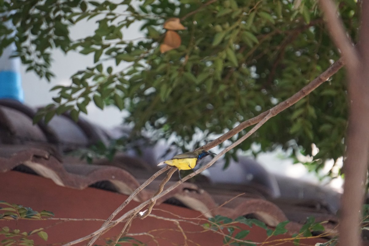 Ornate Sunbird - ML637546080