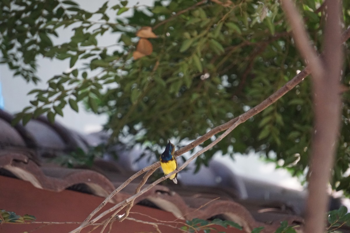 Ornate Sunbird - ML637546081