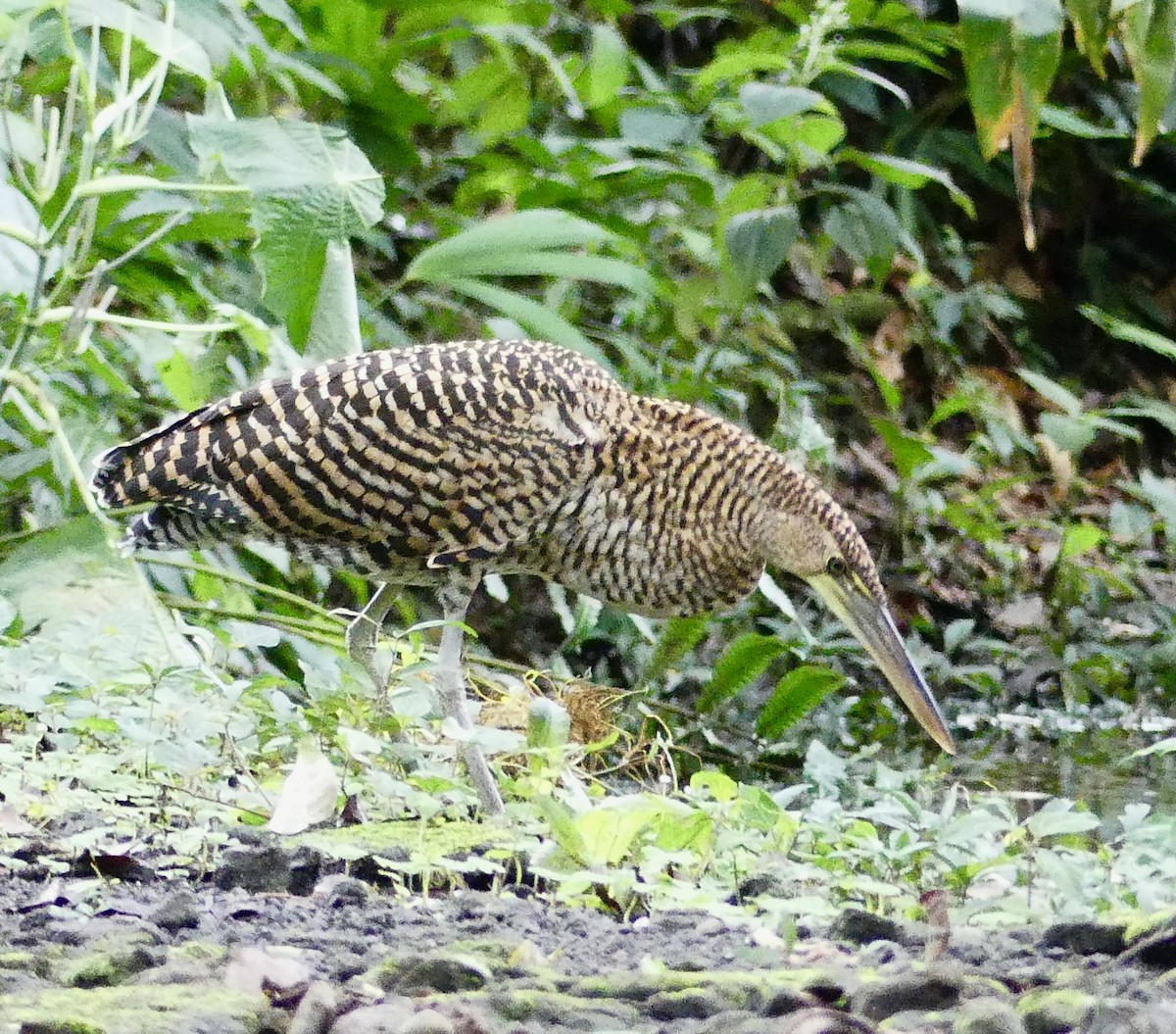 Bare-throated Tiger-Heron - ML637546087
