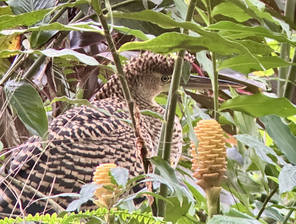 Bare-throated Tiger-Heron - ML637546130