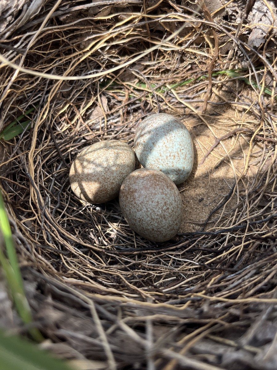 Brown Thrasher - ML637546132