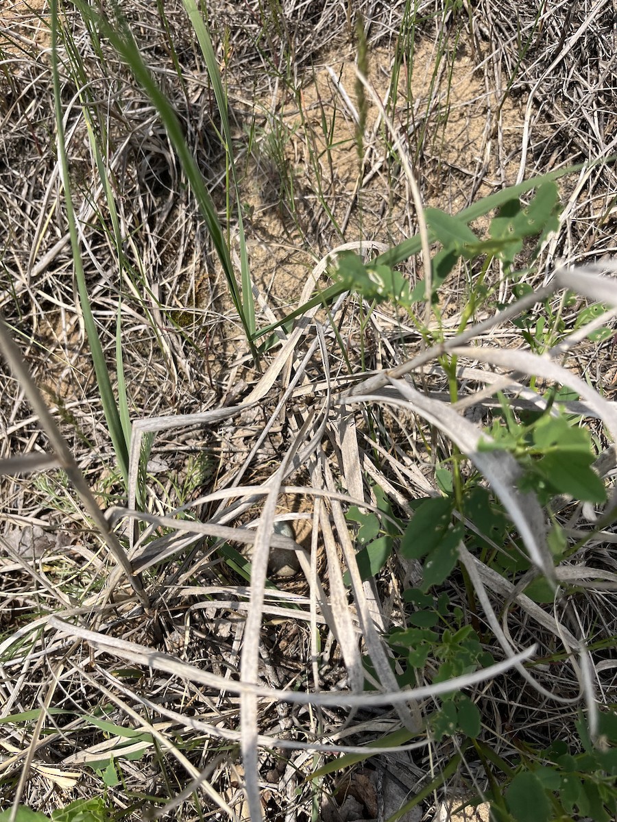 Brown Thrasher - ML637546133
