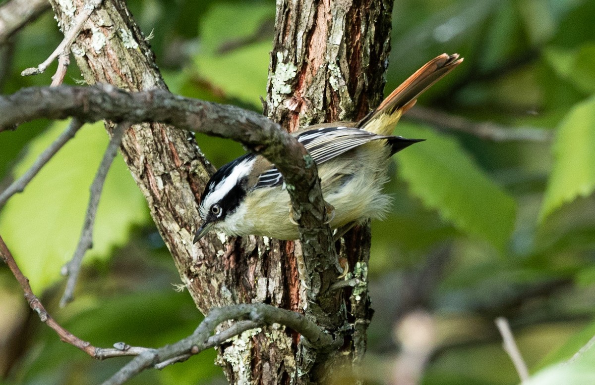 Red-tailed Minla - ML637546171