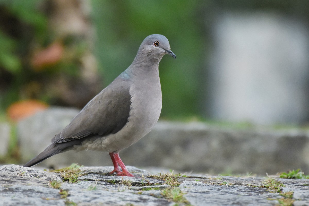 White-tipped Dove - ML637546190