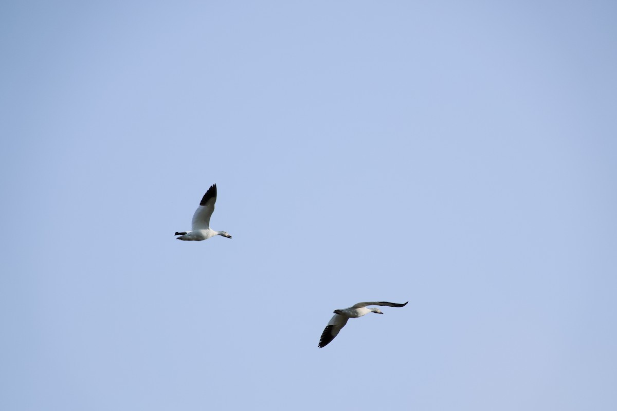 Цасны галуу - ML637546214