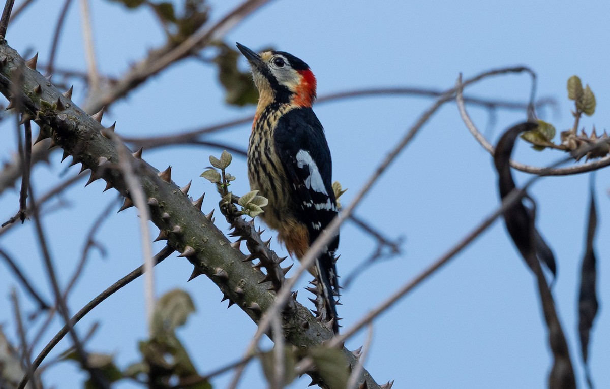 Crimson-naped Woodpecker - ML637546216