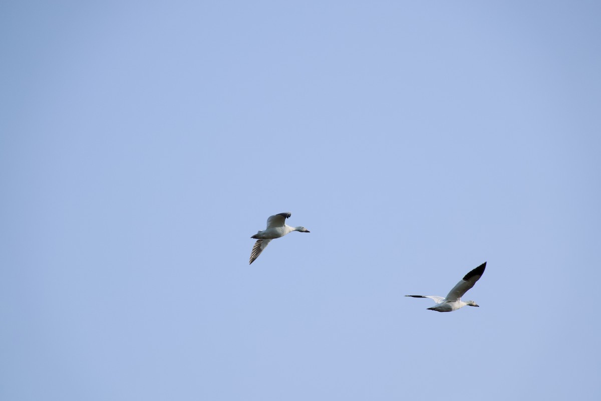 Цасны галуу - ML637546220